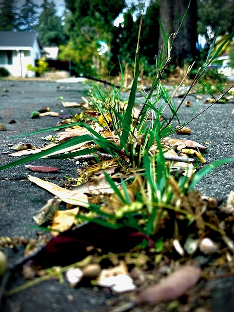 Windy rainy day walk, going low