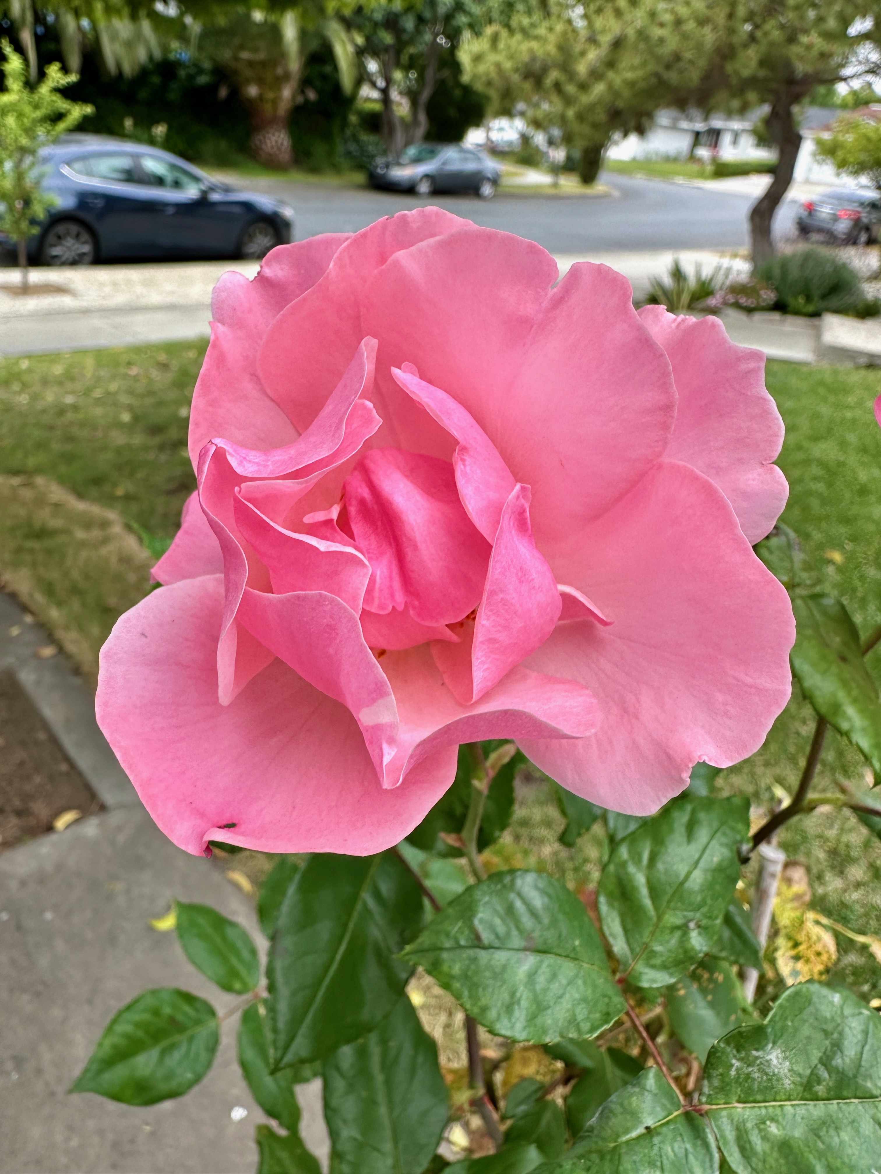 pink rose blooming after a long time