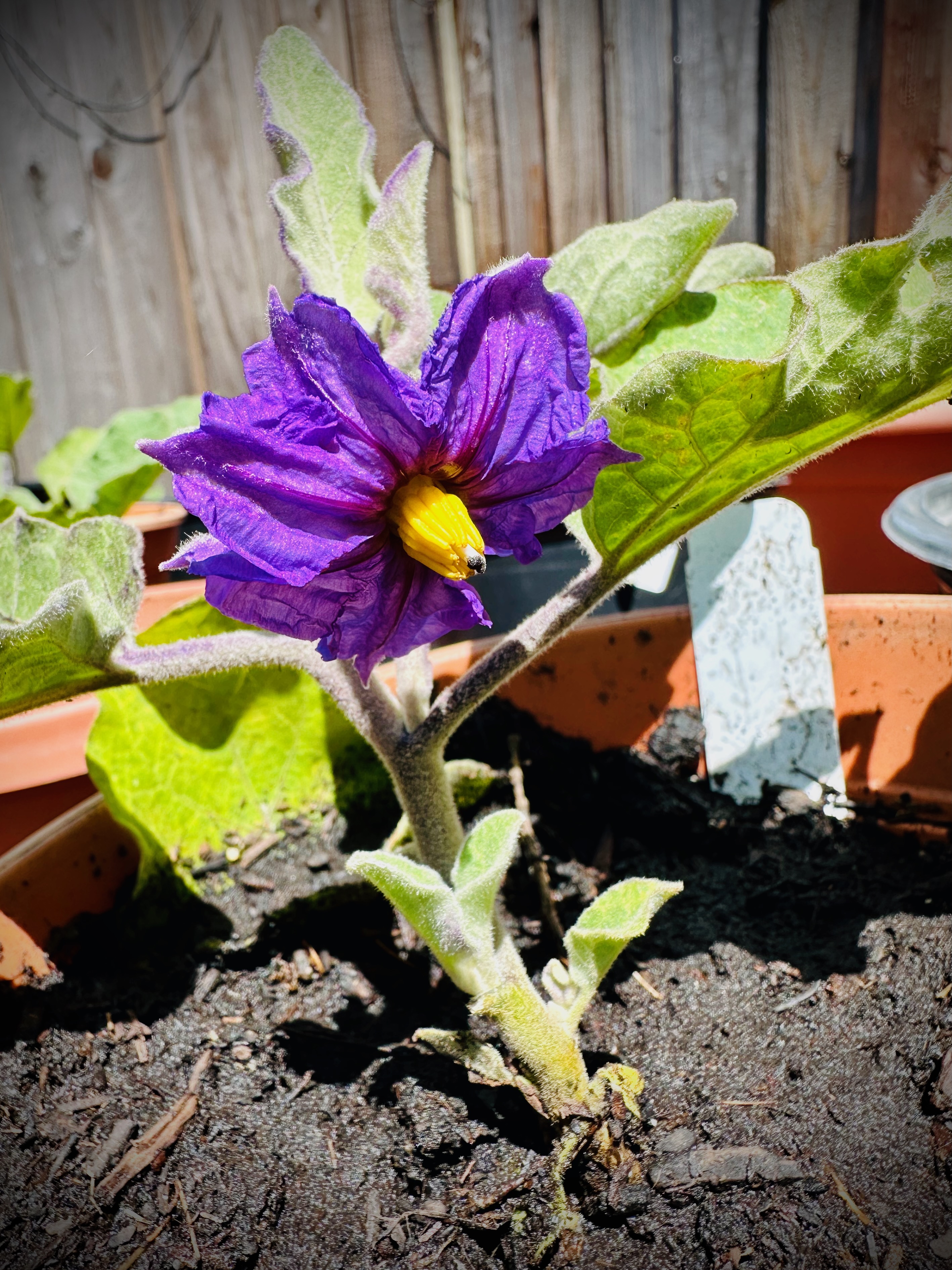 egg plant flower