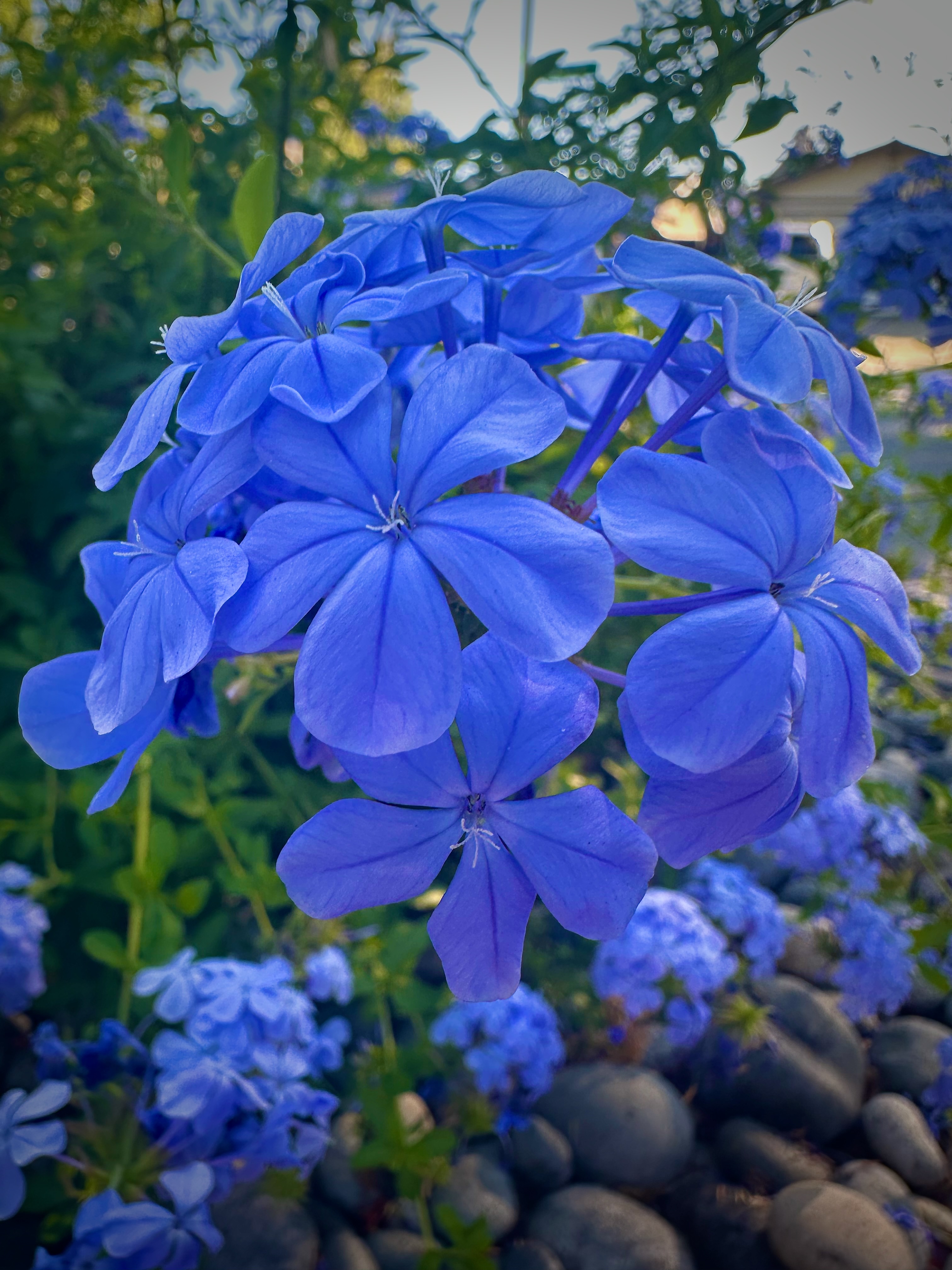 Cape leadwort