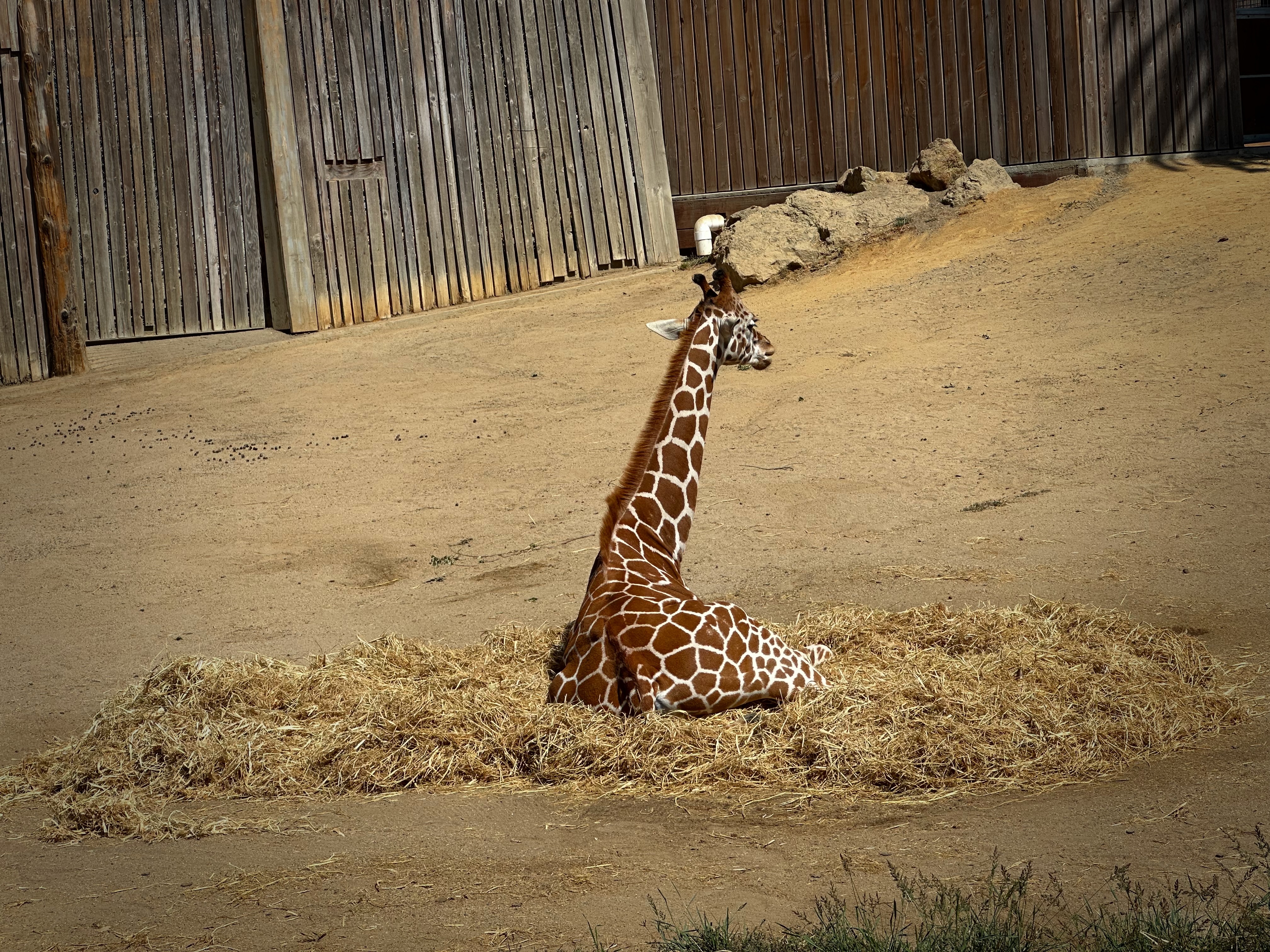 Giraffe calf: I am not interested in posing for you human