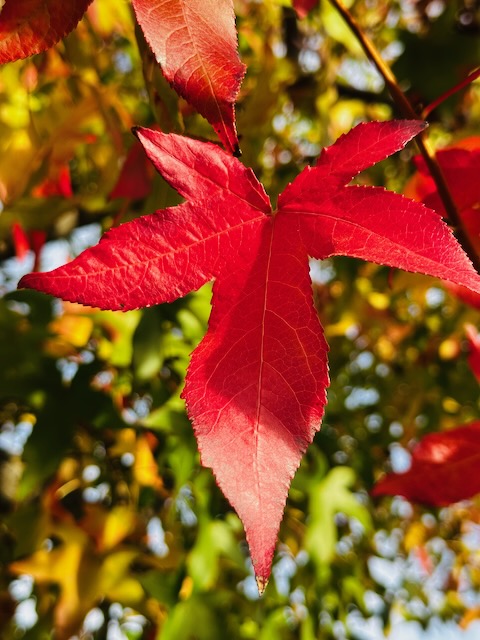 Fall leaf