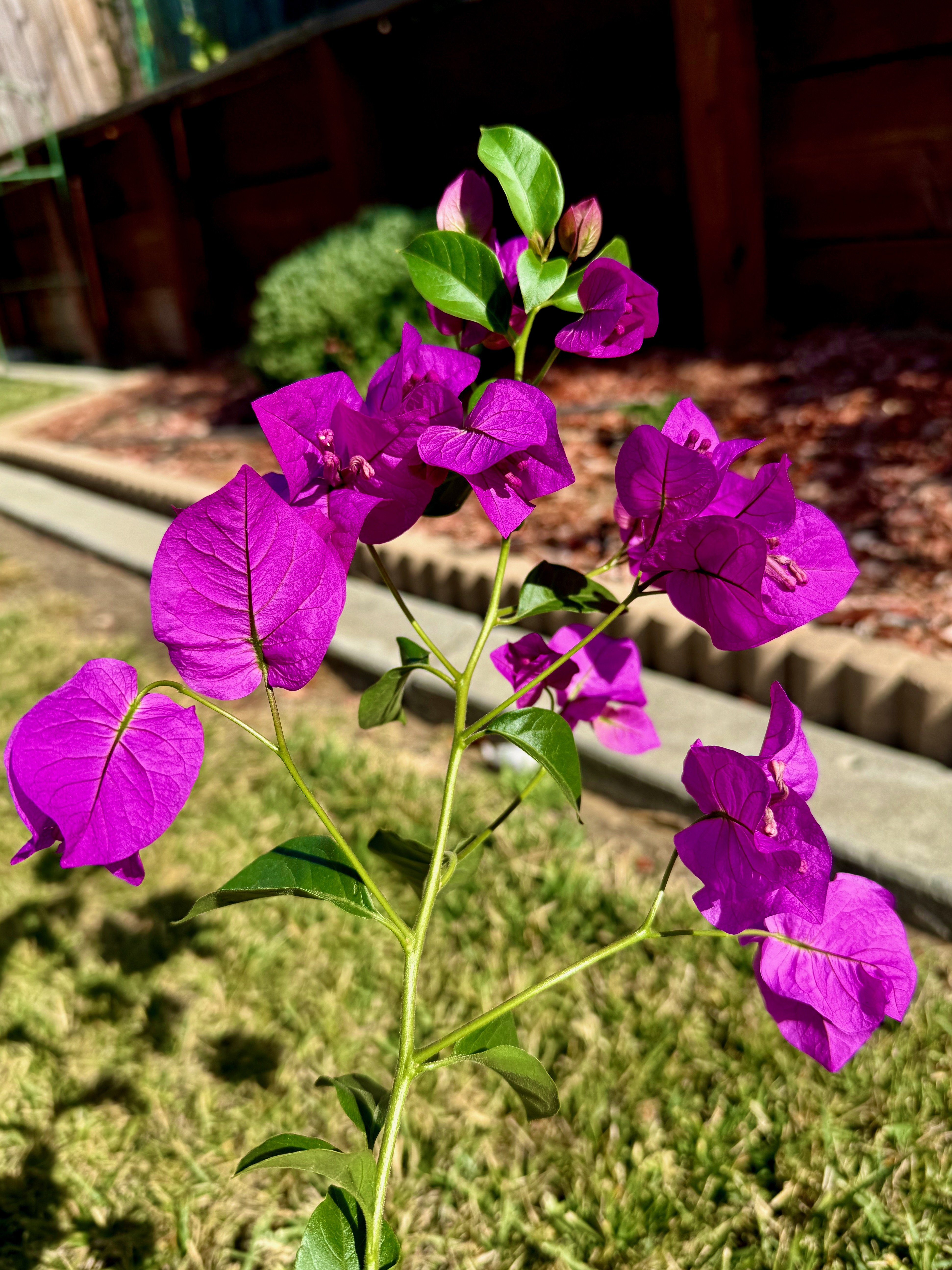 Bougainvillea ❤️
