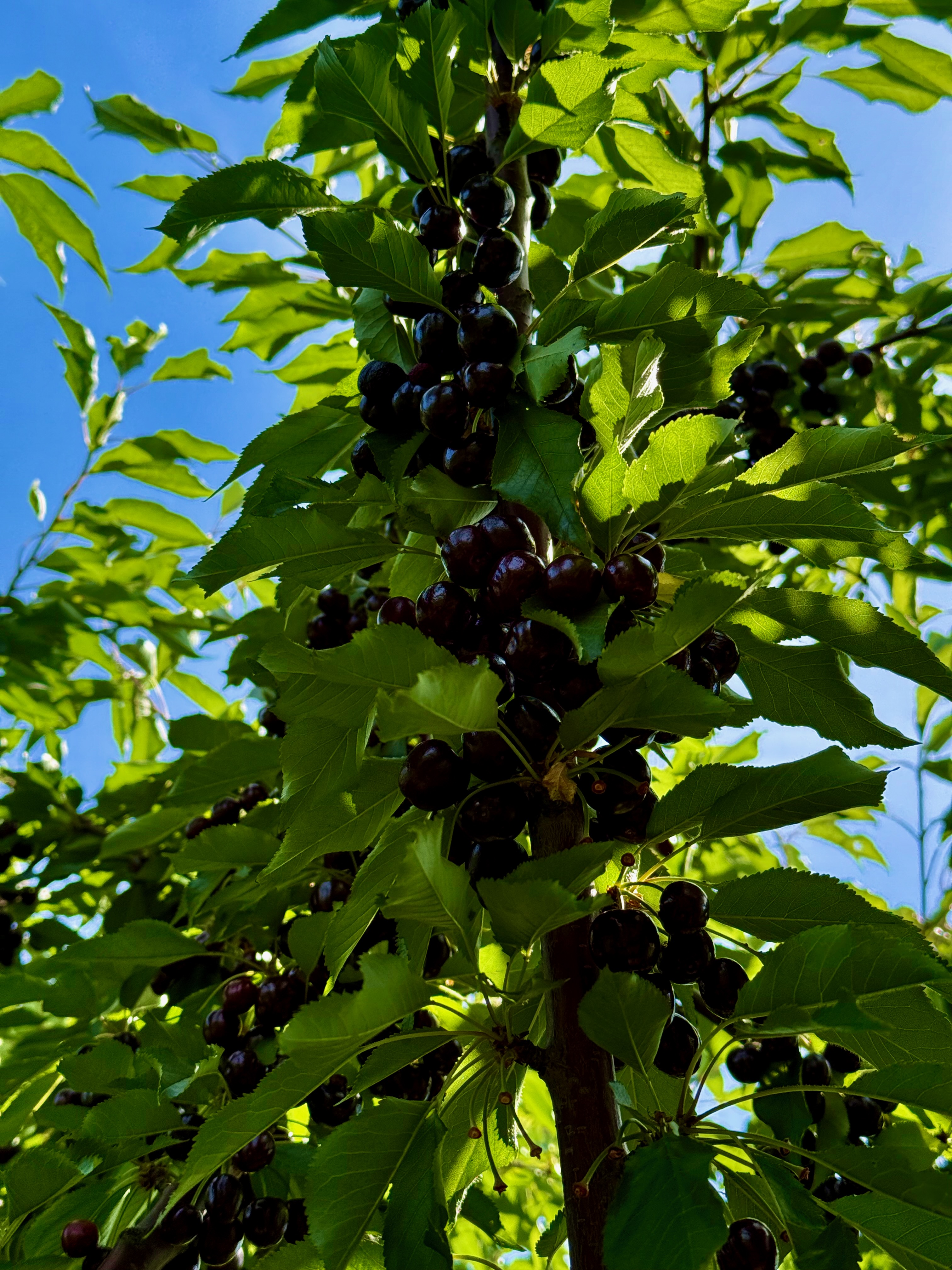 Cherry picking
