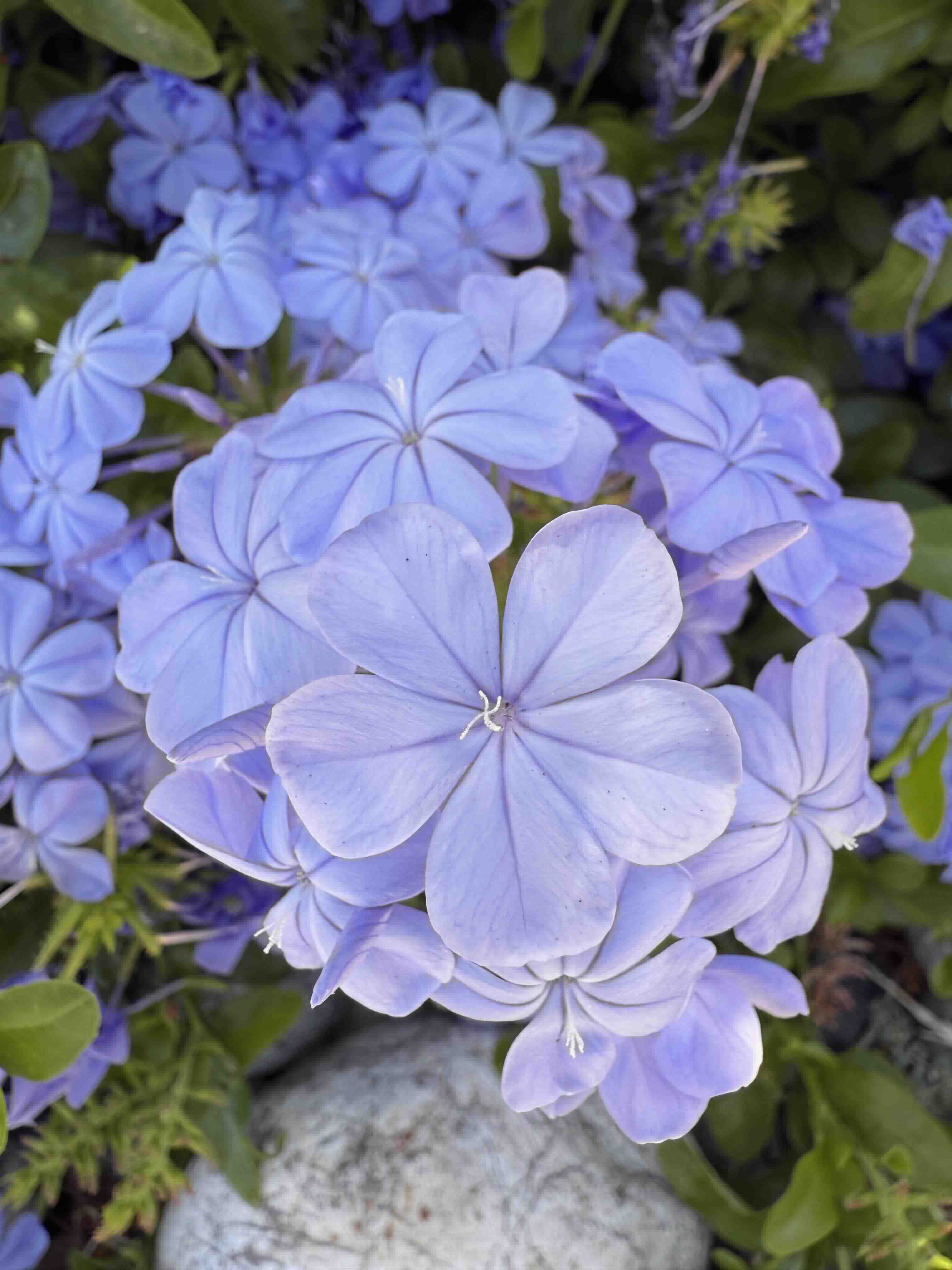 Cape leadwort